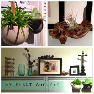 urbanjunglebloggers, plantshelfie