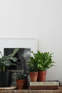 urbanjunglebloggers, plantshelfie