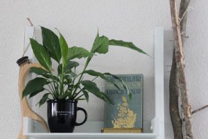 urbanjunglebloggers, plantshelfie