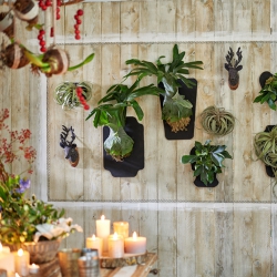 Urban Jungle Bloggers Festive Plants