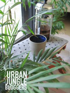 urbanjunglebloggers, plants, coffee