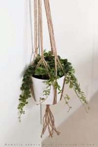 urbanjunglebloggers, plants, hanging planters