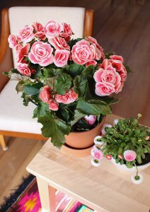 urbanjunglebloggers, plants, Easter