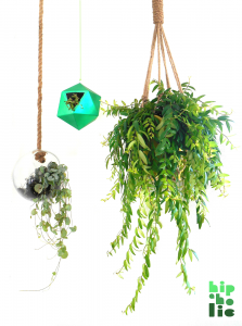 urbanjunglebloggers, plants, hanging planters