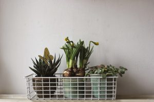 urbanjunglebloggers, plants, Easter
