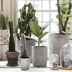 Urban Jungle Bloggers Granit