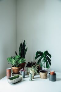 urbanjunglebloggers, plantgang, plant gang