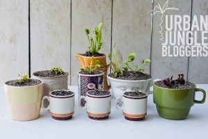 Urban Jungle Bloggers: Show your Plant Gang