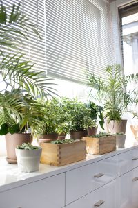 urbanjunglebloggers, plantgang, plant gang