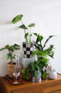 urbanjunglebloggers, plantgang, plant gang