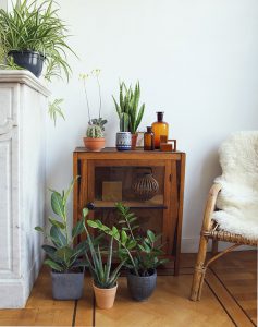 urbanjunglebloggers, plantgang, plant gang