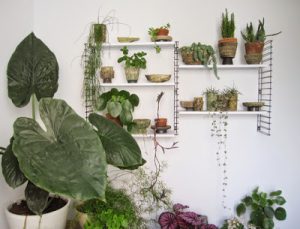 urbanjunglebloggers, plantgang, plant gang