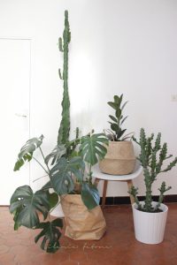 Urban Jungle Bloggers: Show your Plant Gang