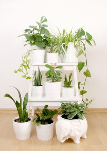 urbanjunglebloggers, plantgang, plant gang