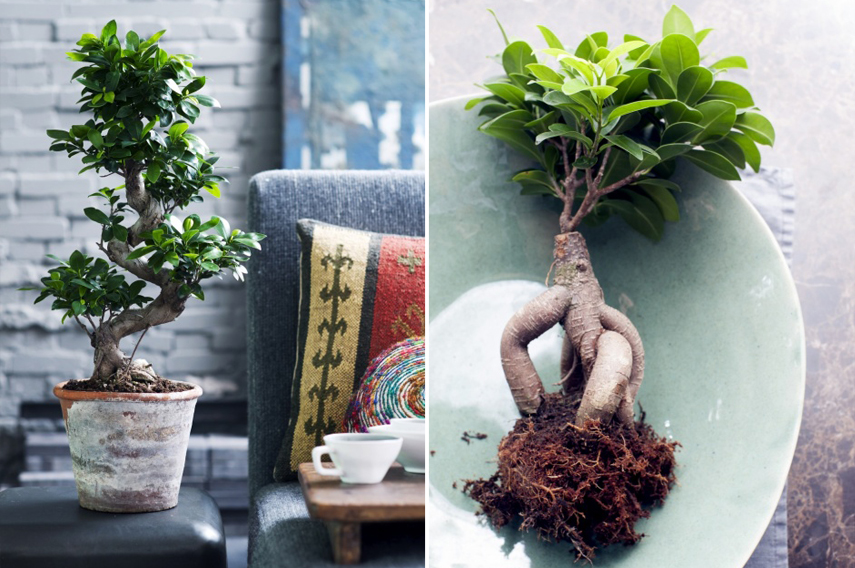 Ficus Ginseng - plant of the month July