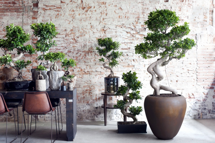 Ficus Ginseng - plant of the month July