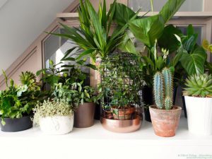 urbanjunglebloggers, plantgang, plant gang