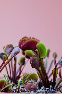 urbanjunglebloggers, plantcolorpop