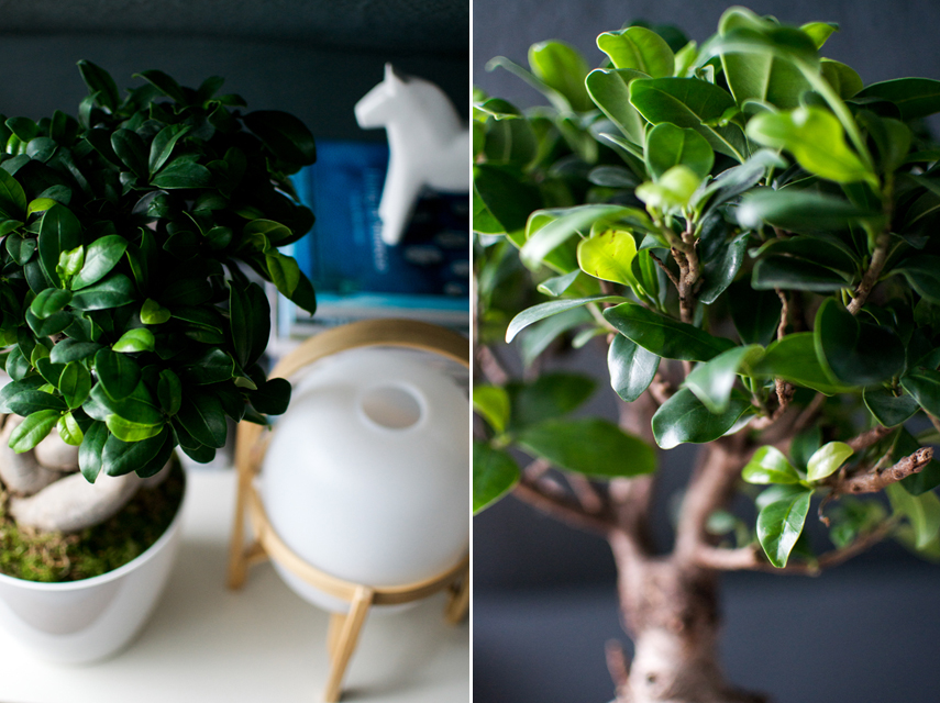 Urban Jungle Bloggers Ficus Ginseng House plant of the month July 2015