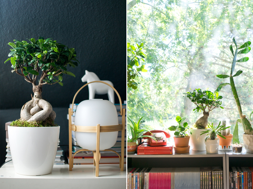 Urban Jungle Bloggers Ficus Ginseng House plant of the month July 2015