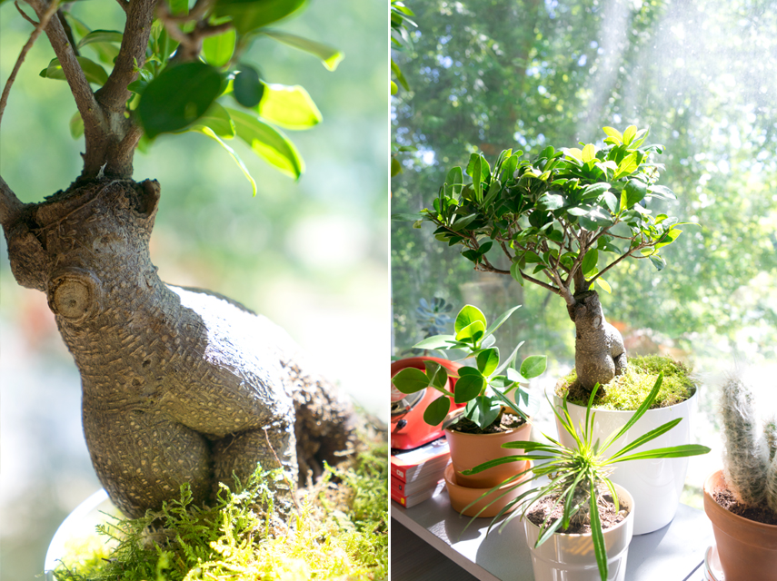 Urban Jungle Bloggers Ficus Ginseng House plant of the month July 2015