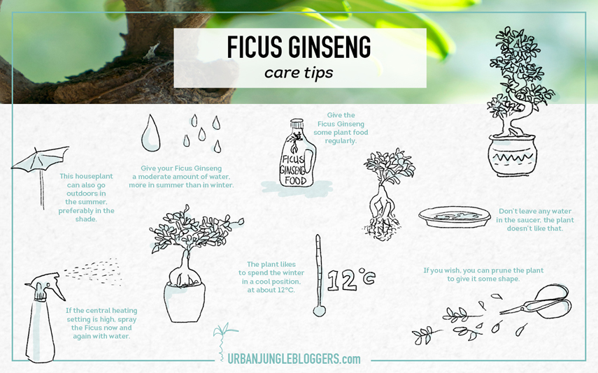 Urban Jungle Bloggers Ficus Ginseng care tips