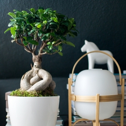 Urban Jungle Bloggers Ficus Ginseng