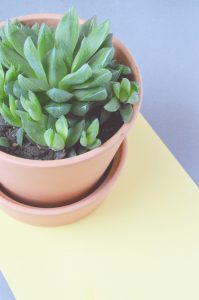 urbanjunglebloggers, plantcolorpop, plants