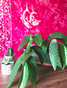 urbanjunglebloggers, plantcolorpop, plants