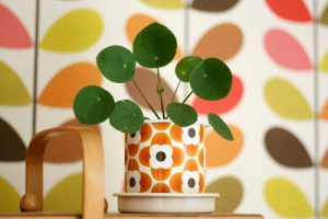 urbanjunglebloggers, plantcolorpop, plants