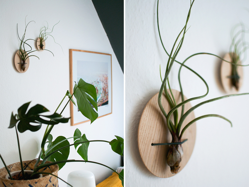 Urban Jungle Bloggers Etairnity Airplants giveaway