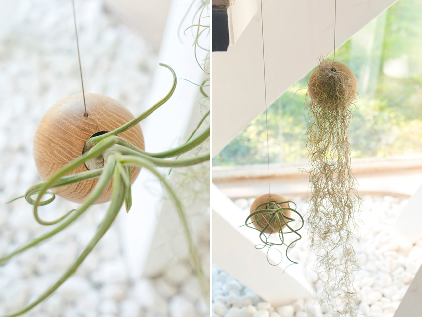 Urban Jungle Bloggers Etairnity Airplants giveaway