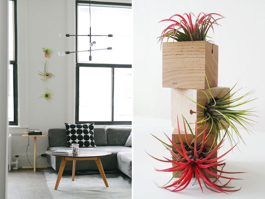 Urban Jungle Bloggers Etairnity Airplants giveaway