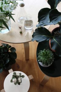 urbanjunglebloggers, plants, flowers