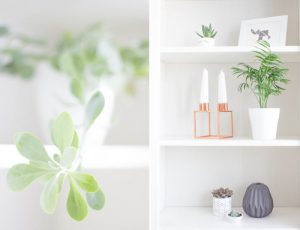 urbanjunglebloggers, plantshelfie