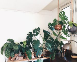 urbanjunglebloggers, plantshelfie