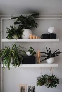 urbanjunglebloggers, plantshelfie