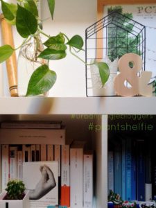 urbanjunglebloggers, plantshelfie