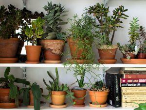 urbanjunglebloggers, plantshelfie