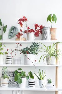 urbanjunglebloggers, plantshelfie