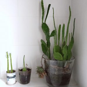 urbanjunglebloggers, plantshelfie