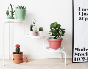 urbanjunglebloggers, plantshelfie