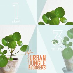 Urban Jungle Bloggers monthly topic