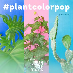 Urban Jungle Bloggers monthly topic