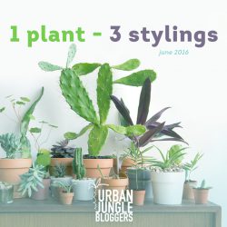 Urban Jungle Bloggers in June 2016: 1 Plant 3 Stylings