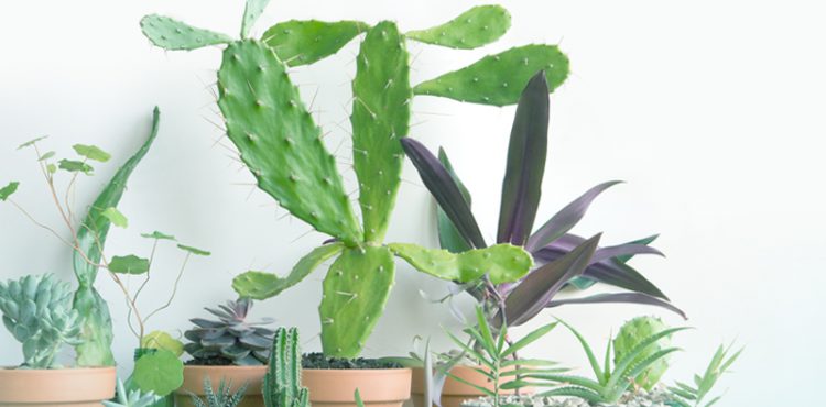 Urban Jungle Bloggers in June 2016: 1 Plant 3 Stylings