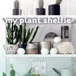 Urban Jungle Bloggers monthly topic