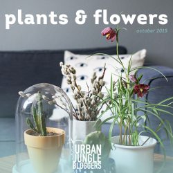 Urban Jungle Bloggers monthly topic