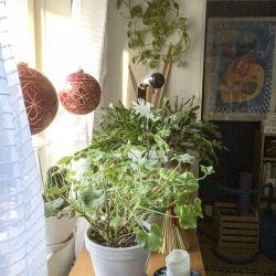 Urban Jungle Bloggers - Planty Wishes for 2016