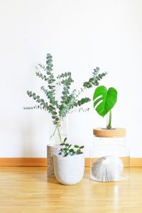 urbanjunglebloggers, planty wishes